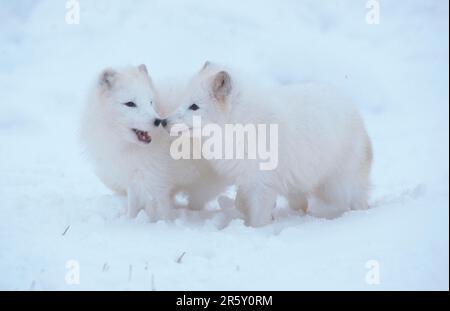 Arctic Foxes (Alopex lagopus) (Vulpes lagopus), pair Stock Photo