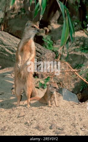 Yellow Mongoose (Cynictis penicillata) with young Stock Photo
