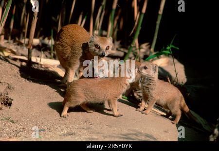 Yellow Mongoose (Cynictis penicillata), female with youngs Stock Photo
