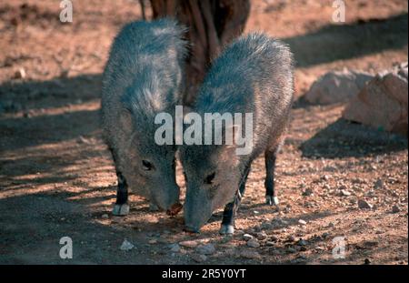 Collared peccaries (Tayassu tajacu), Sonora Desert, Arizona (Tayassu angulatus) (Peccari angulatus), USA Stock Photo