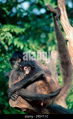 Black-handed (Ateles geoffroyi) Spider Monkeys, female with young Stock Photo