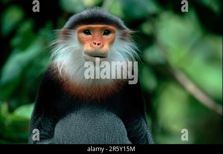 Red-shanked Douc (Pygathrix nemaeus) Langur Stock Photo