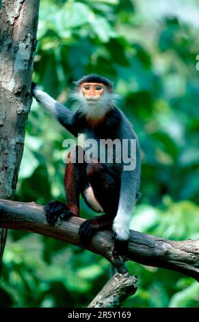 Red-shanked Douc (Pygathrix nemaeus) Langur Stock Photo