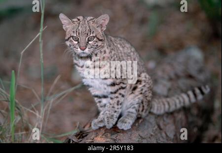 Geoffroy's Cat (Felis geoffroyi), small spotted cat Stock Photo