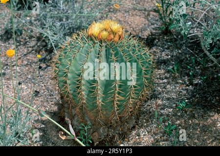 Blue barrel cactus, glaucous barrel cactus (Ferocactus glaucescens), USA Stock Photo