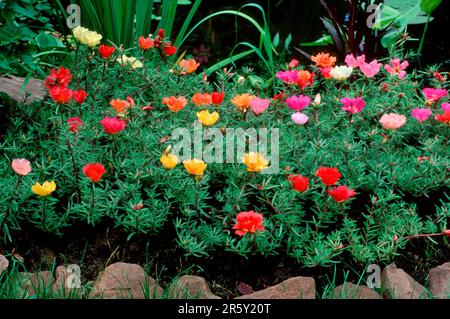 Moss roses, moss-rose purslane (Portulaca grandiflora) Stock Photo