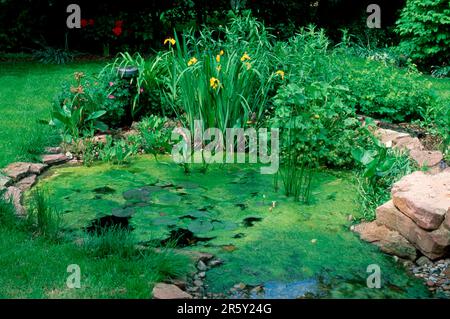 Blooming algae in garden pond, close to nature, algae bloom in close to nature garden pond, Germany Stock Photo