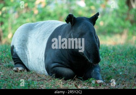 Asiatic Tapir (Tapirus indicus), Schabrackentapir / Stock Photo