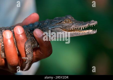 Young Nilotic Crocodile in human hand, Zimbabwe, nile crocodile (Crocodylus niloticus), young animal in human hand, Zimbabwe Stock Photo