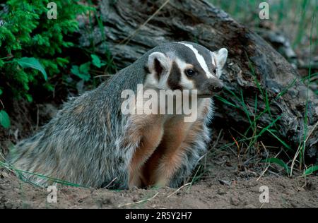 American badger (Taxidea taxus) at the burrow, Montana, USA Stock Photo