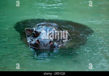 Pygmy hippopotamus (Hexaprotodon liberiensis) (Choeropis liberiensis) Stock Photo