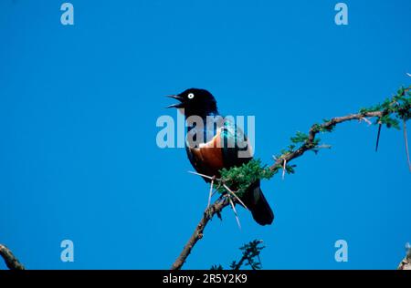 Superb Starling (Lamprotornis superbus), Serengeti national park, Tanzania, Dreifarben-Glanzstar, Serengeti Nationalpark, Tansania, Afrika, africa Stock Photo