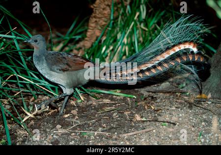 Superb Lyrebird (Menura novaehollandiae), Australia Stock Photo