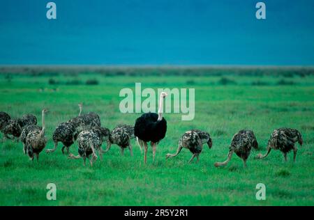 Masai ostrich (Struthio camelus massaicus), male with young birds, Ngorongoro Crater, Tanzania, Masai ostriches, male with young birds, Ngoro-ngoro Stock Photo