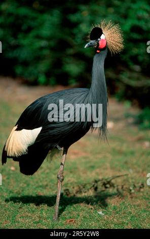 West African Crowned Crane (Balearica pavonina pavonina) Stock Photo