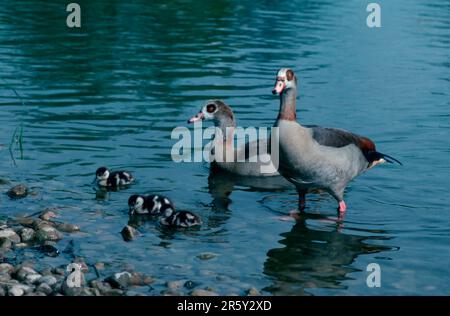 Egyptian Geese (Alopochen aegyptiacus), pair with goslings Stock Photo