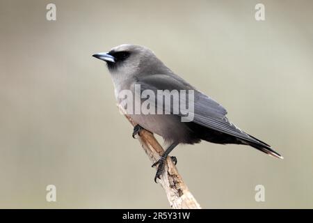 Black (Artamus cinereus) Faced Woodswallow, Northern Territory, Australia, side Stock Photo