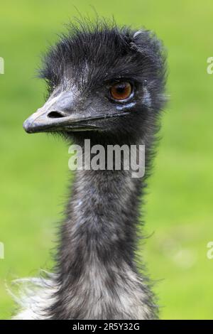 Emu (Dromaius novaehollandiae), male, Australia Stock Photo