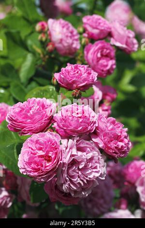 Shrub rose (Rosa) 'Louise Odier Stock Photo