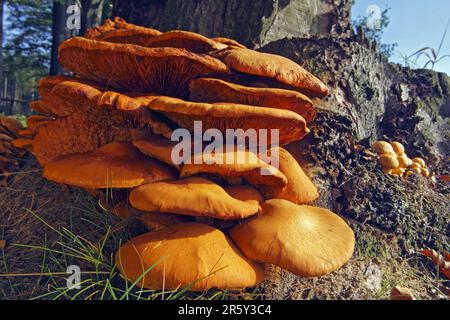 Spectacular rust gall, Schleswig-Holstein (Gymnopilus junonius) (Gymnopilus spectabilis) (Gymnopilus ventricosus) (Pholiota spectabilis), Large Stock Photo