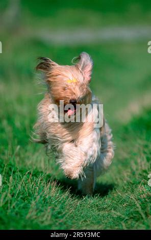 frontal view of racing car Stock Photo - Alamy