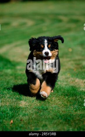 Bernese Mountain Dog, puppy, 12 weeks old, Bernese Mountain Dog, puppy