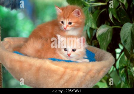 Norwegian Forest Cats, kitten, 5 weeks Stock Photo