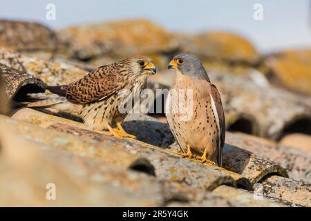 Lesser Kestrel (Falco naumanni), Spain Stock Photo