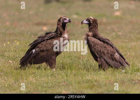 Cinerous vulture, Black vulture (Aegypius monachus), Spain Stock Photo
