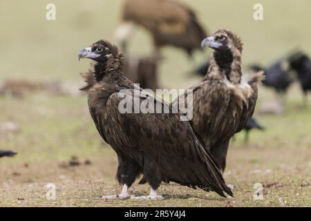 Cinerous vulture, Black vulture (Aegypius monachus), Spain Stock Photo