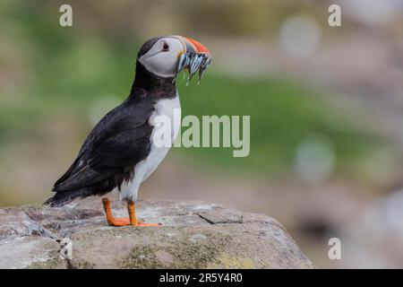 Puffin (Fratercula arctica) with fish, GB, Farne Islands Stock Photo