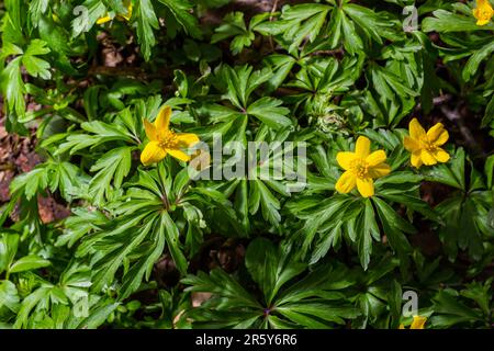 Anemone ranunculoides, the yellow anemone, yellow wood anemone or buttercup anemone. Stock Photo