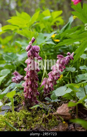 Lathraea squamaria plant is a parasite in the woods of Europe. Pink flowers of blooming common toothwort in the forest, parasitic plant growing on tre Stock Photo