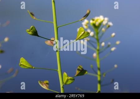 Capsella bursa-pastoris, known as shepherd's bag. Widespread and common weed in agricultural and garden crops. Medicinal plant in natural environment. Stock Photo