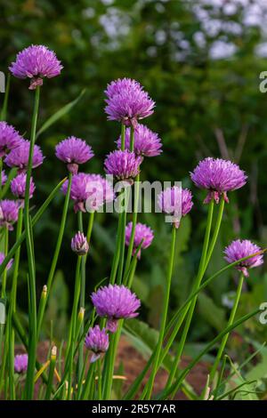 Macro Abstract Texture View Of Chives Flowers (allium Schoenoprasum) In 