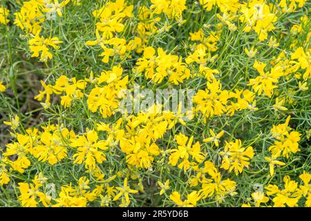 Genista radiata, the Southern Greenweed or Twiggy Broom Stock Photo