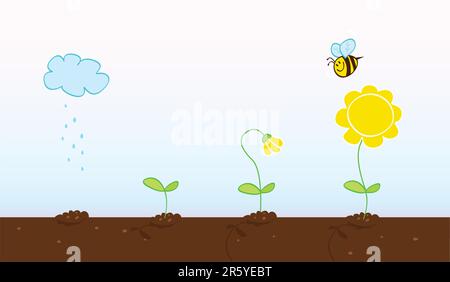 Process of growing plant in four stages. Vector Illustration. Stock Vector