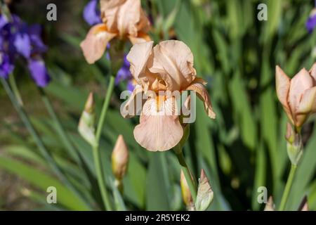 Macro abstract view of peach pink color bearded iris (iris germanica) flowers blooming in a sunny garden, with defocused background Stock Photo