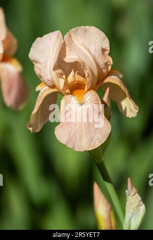 Macro abstract view of a solitary peach pink color bearded iris (iris germanica) flower blooming in a sunny garden, with defocused background Stock Photo