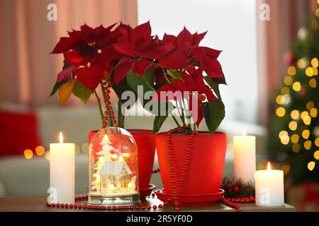 Potted poinsettias, burning candles and festive decor on wooden table in room. Christmas traditional flower Stock Photo