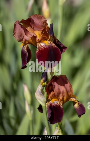 Macro abstract view of deep burgundy red color bearded iris (iris germanica) flowers blooming in a sunny garden, with defocused background Stock Photo
