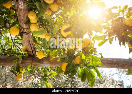 Lemons growing in a garden on Amalfi coast in Italy Stock Photo