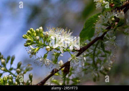 Macro abstract texture background of airy white blooming flowers and buds on an amur cherry (prunus maackii) tree Stock Photo