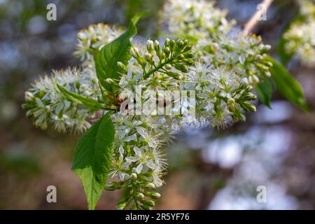 Macro abstract texture background of airy white blooming flowers and buds on an amur cherry (prunus maackii) tree Stock Photo