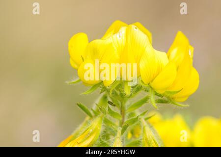 Ononis natrix, the yellow restharrow or shrubby rest-harrow, is a species of plant in the family Fabaceae. Stock Photo