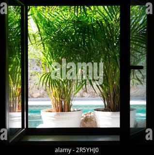 Window view of tropical pot plants and Acqua Bocca hotel swimming pool, Merida, Yucatan State, Mexico Stock Photo