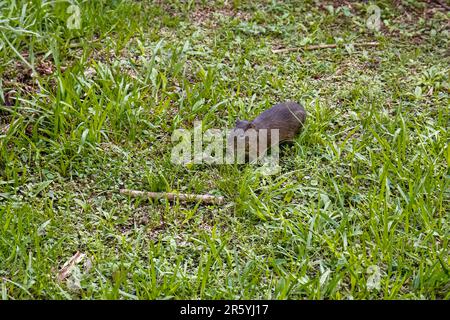 Brazilian Guinea Pig roaming in green grass, Iguazu Falls, Misiones, Argentina Stock Photo