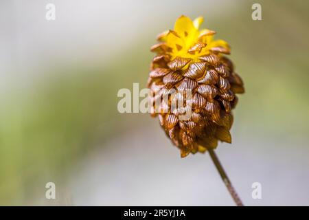 Trifolium badium, the brown clover or brown trefoil, is a species of flowering plant in the family Fabaceae. Stock Photo