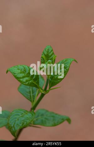 A vibrant, close-up studio shot of a fresh green leafy herb plant stem against a brightly colored background. Stock Photo