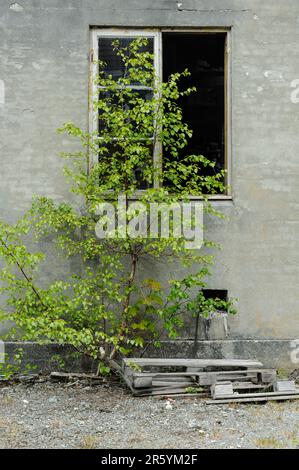 old broken window with green wood in old brickwork Stock Photo